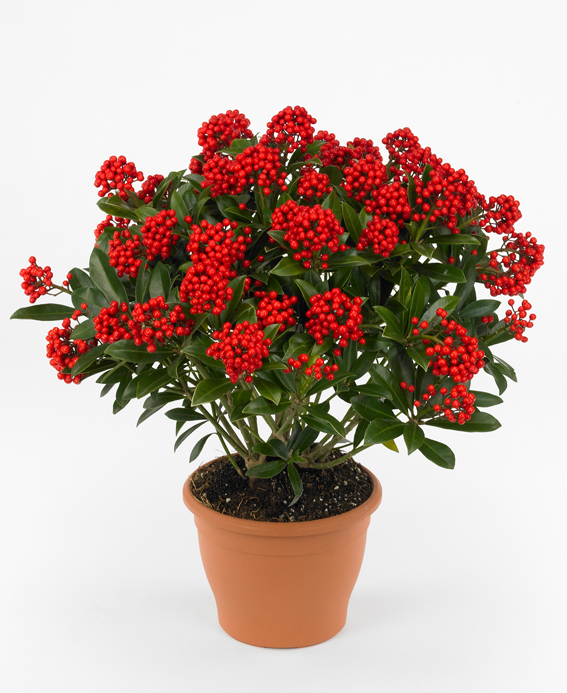 Skimmia japonica ‘Pabella’