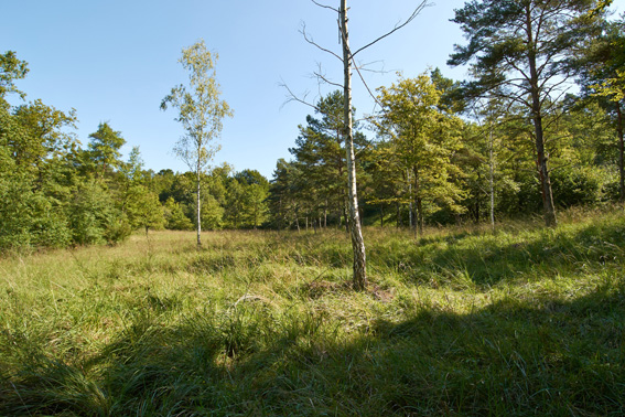Die Pfeifengraswiesen im