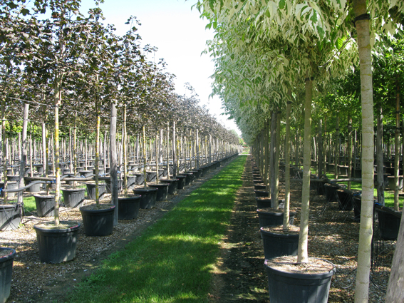 Blick in ein Container-Baumschulqu