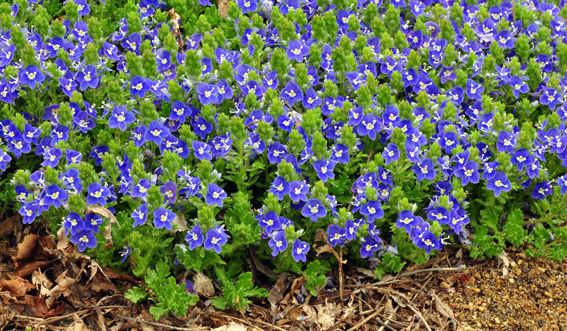 Veronica `Tidal Pool´