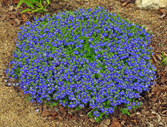 Veronica ‘Tidal Pool’.