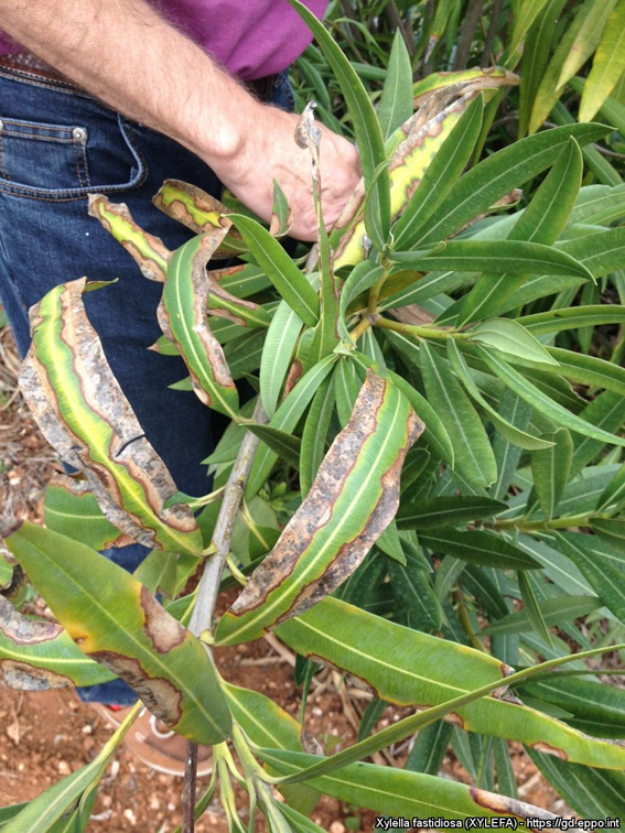 ... Oleander (hier im fortgeschrit