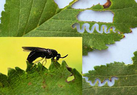 Zick-Zack Ulmenblattwespe,