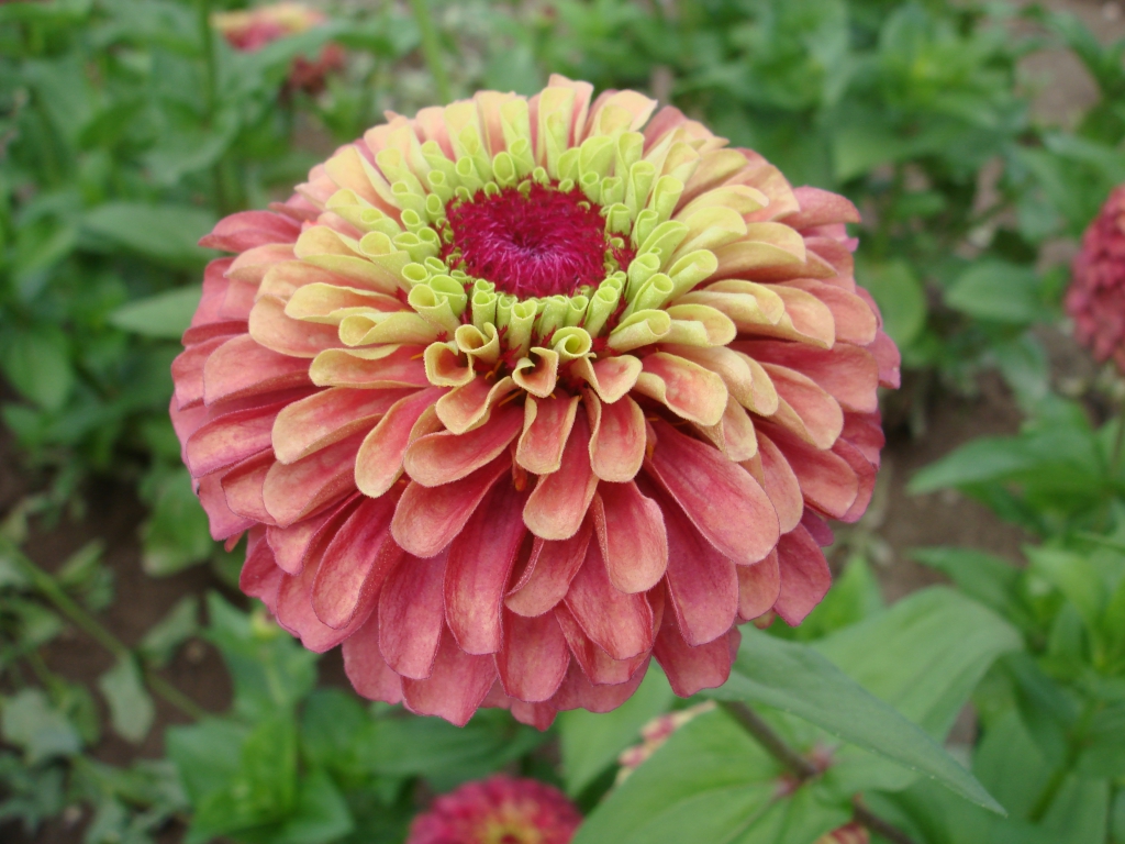 Zinnia Queeny Lime Red.