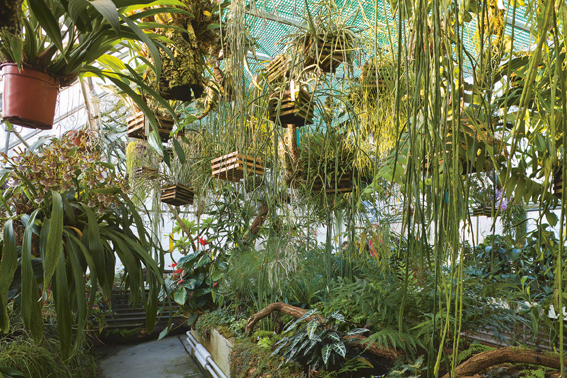 Die Sukkulenten-Sammlung